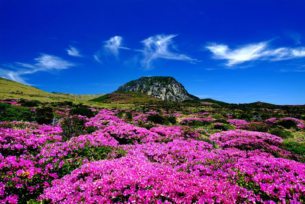 Rekomendasi Destinasi Wisata Jeju Menakjubkan 2025