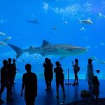 Destinasi Wisata Akuarium Terbaik Di Dunia