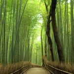 Jelajahi Wisata Hutan Menakjubkan Di Dunia